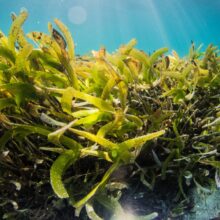 Wauzaji wa Seaweeds Tanzania